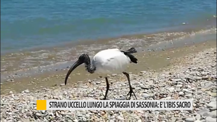 Strano Uccello Lungo La Spiaggia Di Sassonia è Libis Sacro