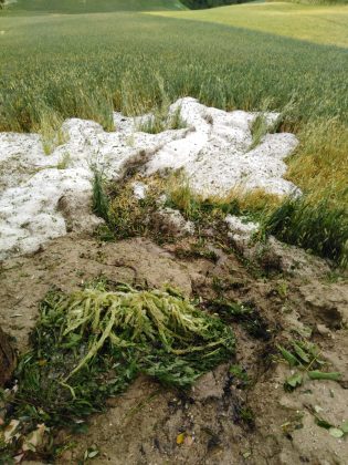 Coldiretti Marche, sos grandine: danni ingenti in campagna, colture azzerate item-thumbnail